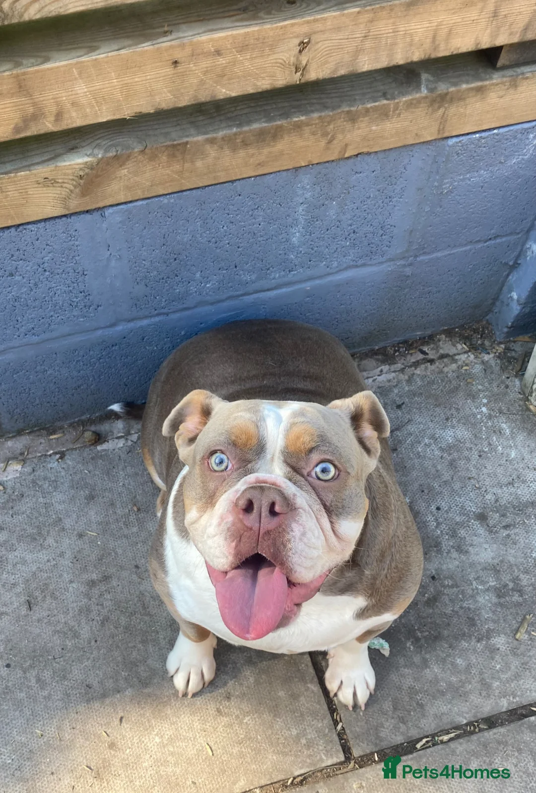 Dorset Olde Tyme Bulldogge dogs for sale: Female Dorsett Olde English Bulldogge - Advert 1