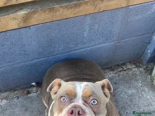 Dorset Olde Tyme Bulldogge dogs Female Dorsett Olde English Bulldogge - Advert 2