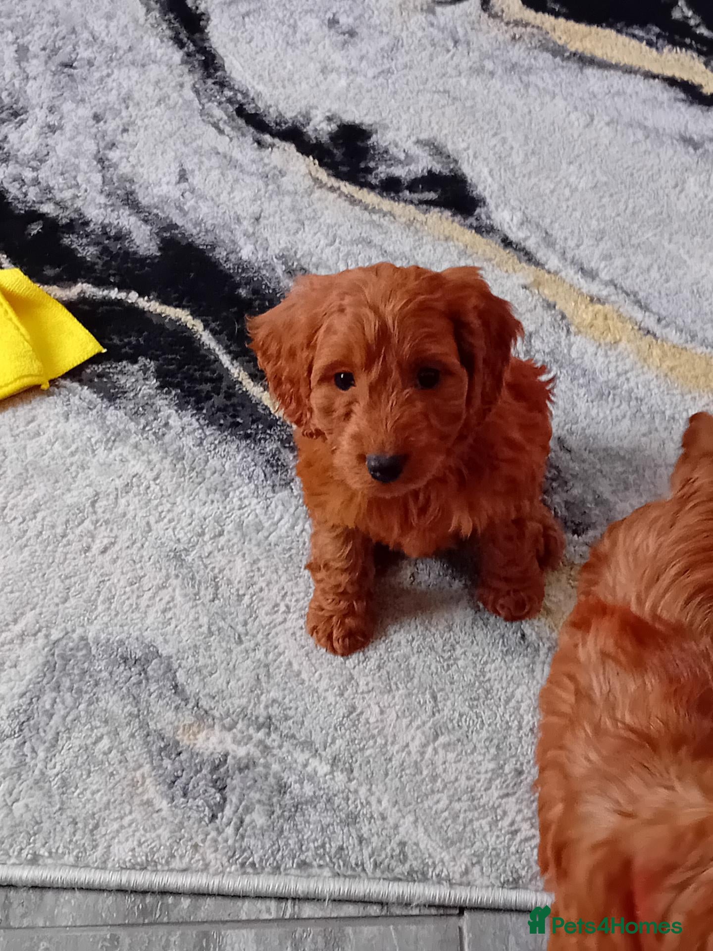 Cockapoo dogs RED SHOW COCKAPOO PRA CLEAR - Advert 2