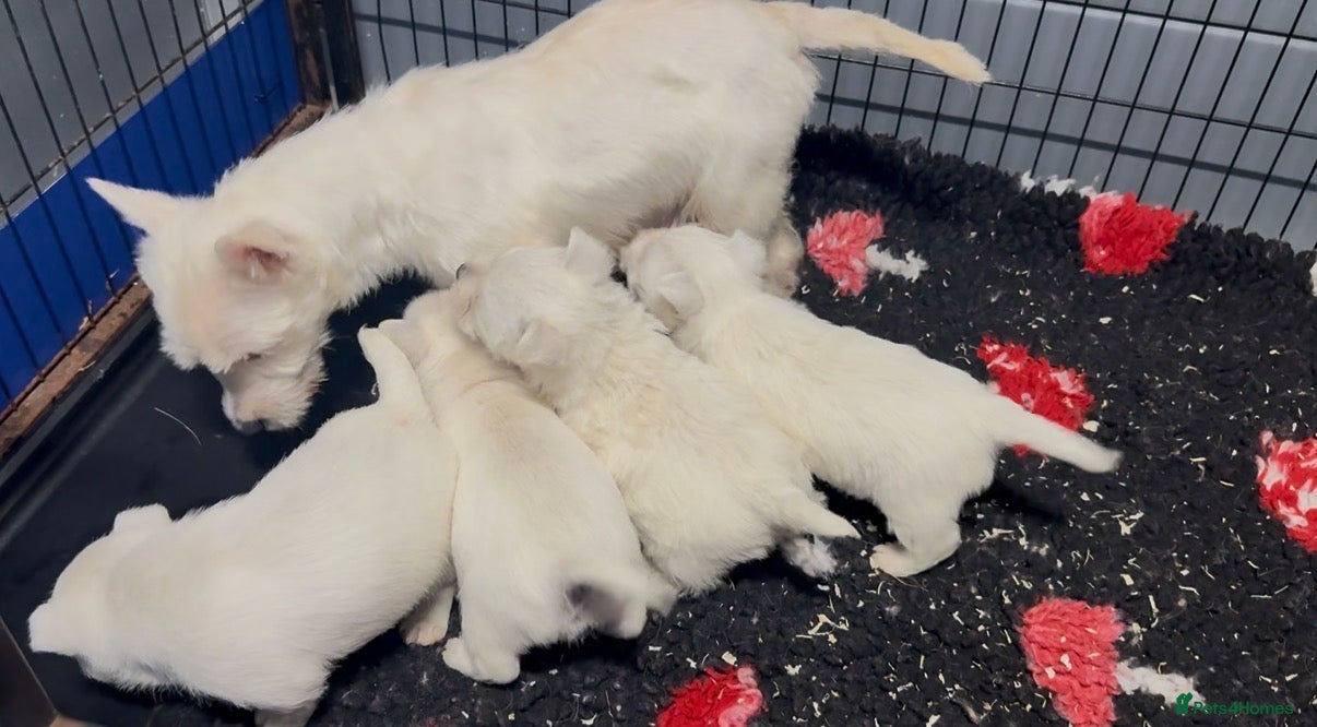 West Highland Terrier dogs West Highland Terrier Pups Pure Pedigree - Advert 1