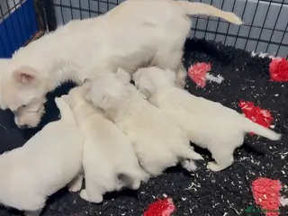 West Highland Terrier dogs West Highland Terrier Pups Pure Pedigree - Advert 1