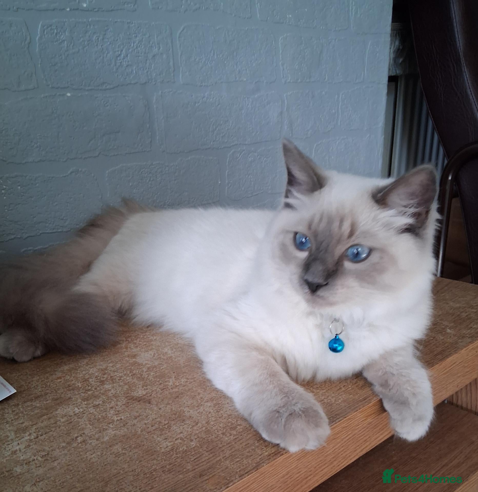 Ragdoll cats Ragdoll Bluepoint Kitten  - Advert 5
