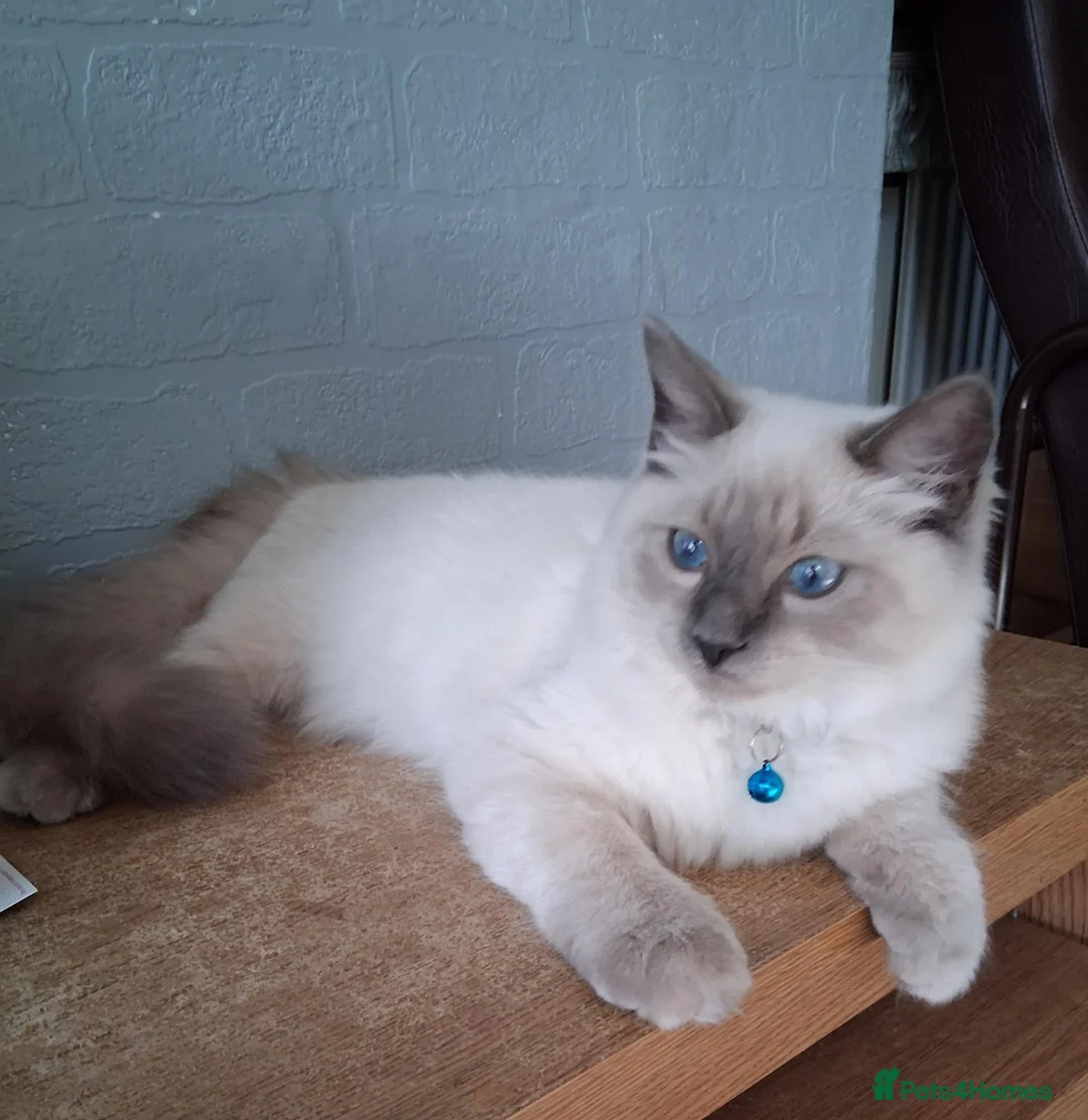 Ragdoll cats for sale: Ragdoll Bluepoint Kitten  - Advert 1