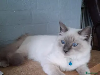 Ragdoll cats Pure Ragdoll Blue Point Kitten - Advert 1
