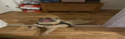 French Bulldog dogs for sale: French Bulldog Female - Advert 10
