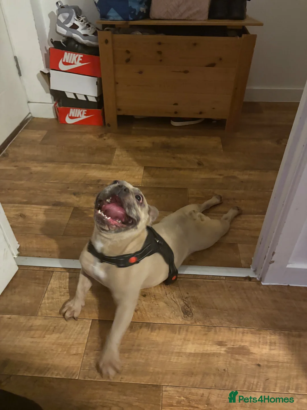 French Bulldog dogs for sale: French Bulldog Female - Advert 10
