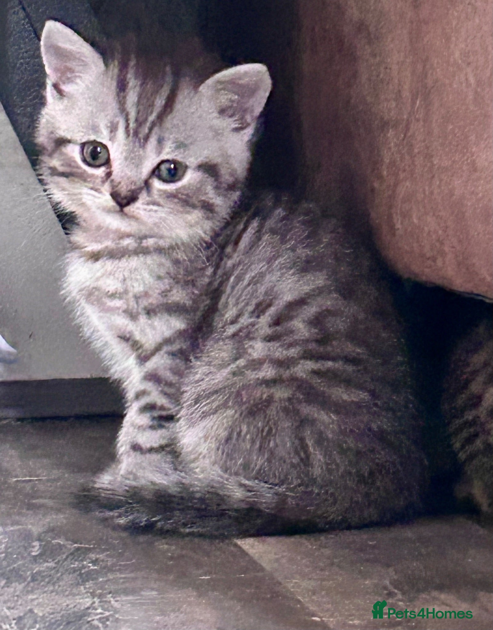 Scottish Fold cats Scottish Fold/Straight kittens - Advert 1