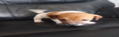 Jack Russell 2