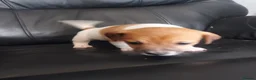 Jack Russell dogs for sale: Jack russell puppies - Advert 7