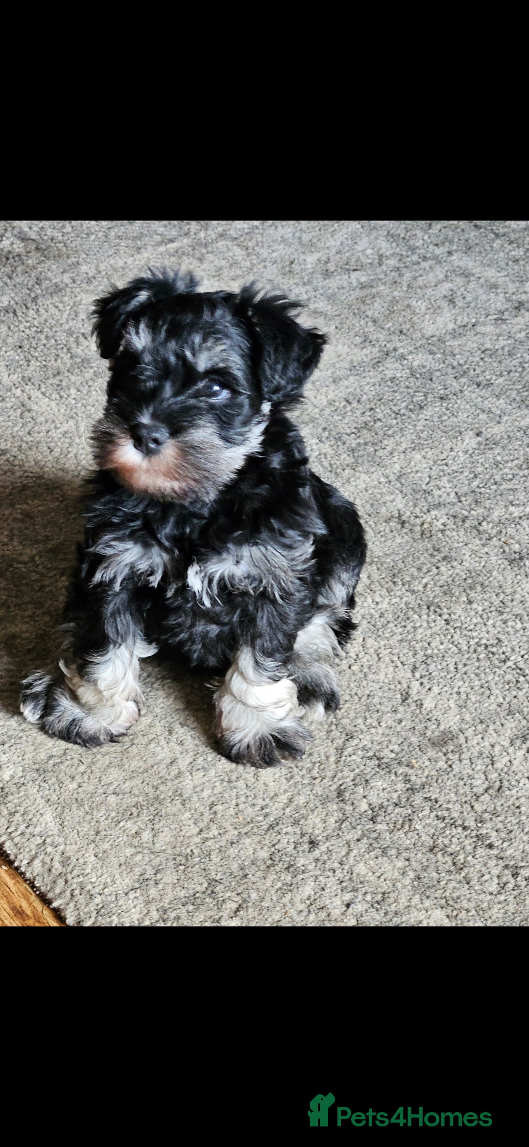 Miniature Schnauzer dogs for sale: Playful loving schnauzers - Image 13