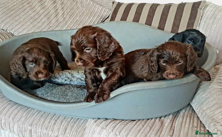 Sprocker dogs - Advert 12