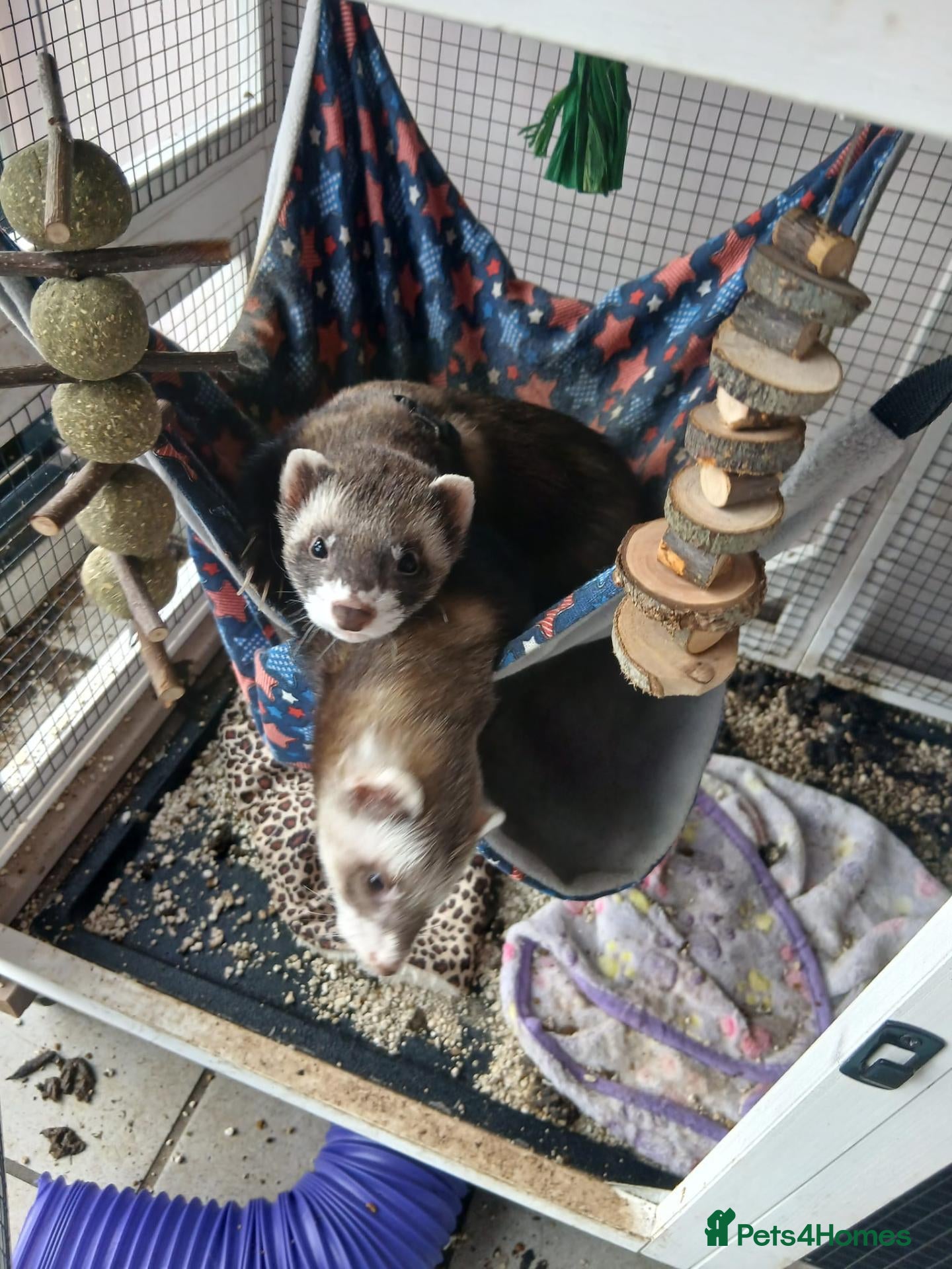 Ferret rodents for sale: 2 ferrets and hutch  - Advert 1