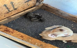 Dachshund dogs for sale: Dachshund puppies for sale  - Image 8