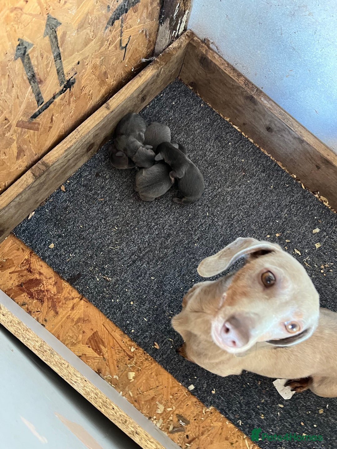 Dachshund dogs for sale: Dachshund puppies for sale  - Image 8