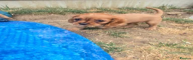 Cavalier King Charles Spaniel 2