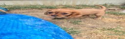 Cavalier King Charles Spaniel dogs for sale: Beautiful pups - Advert 5