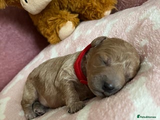 Cockapoo dogs for sale - Advert 1