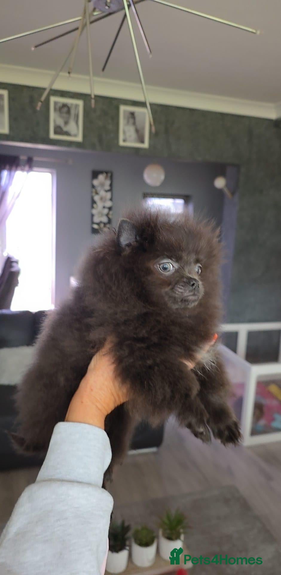 Pomeranian dogs for sale: 🐶READY TODAY🐶1 Tiny baby boy left  🐶  - Advert 1
