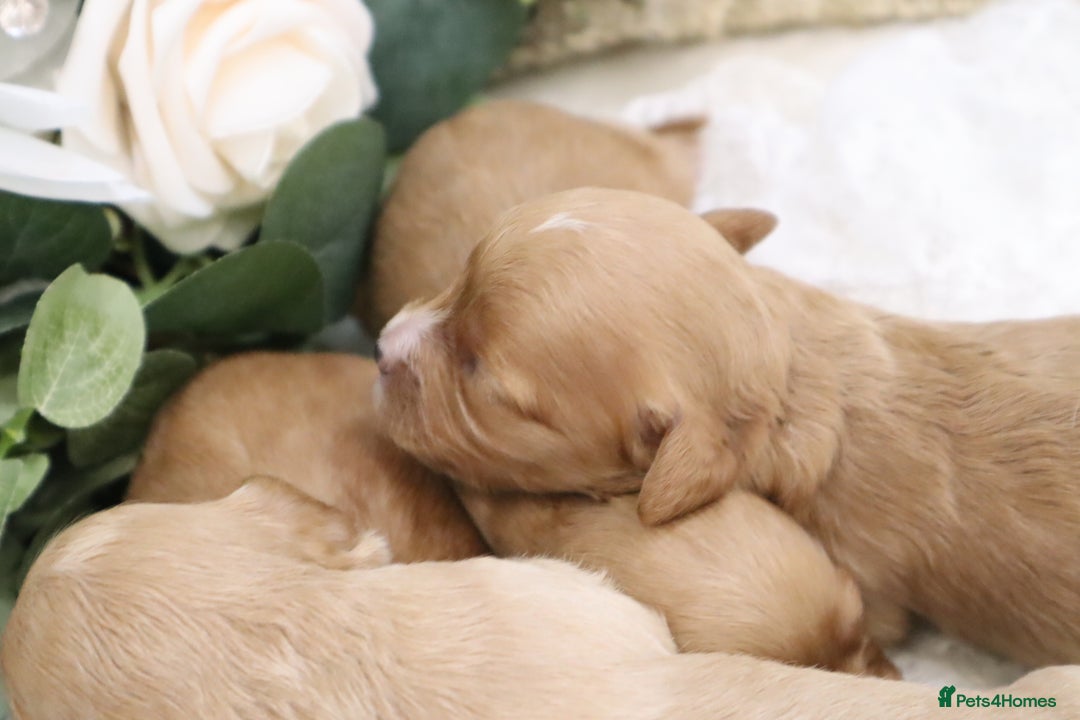 Cavapoo dogs for sale: *HEALTH TESTED* CAVAPOO PUPPIES - Image 4