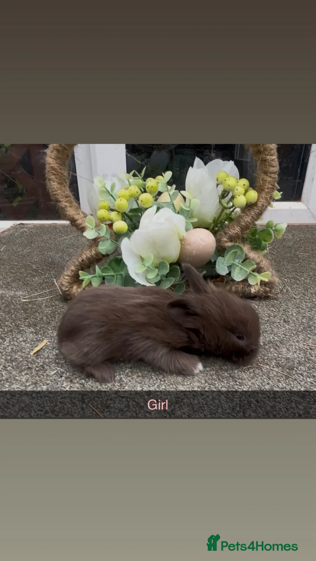 Mini Lop rabbits for sale: Mini lops - Advert 2
