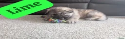 German Shepherd dogs for sale: Beautiful KC German Shepherd Puppies - Advert 13