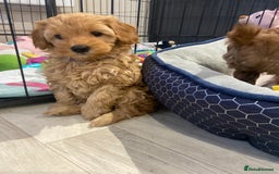 Maltipoo dogs for sale: 💖BEAUTIFUL LICENSED-BRED MALTIPOOS 💖 - Image 33