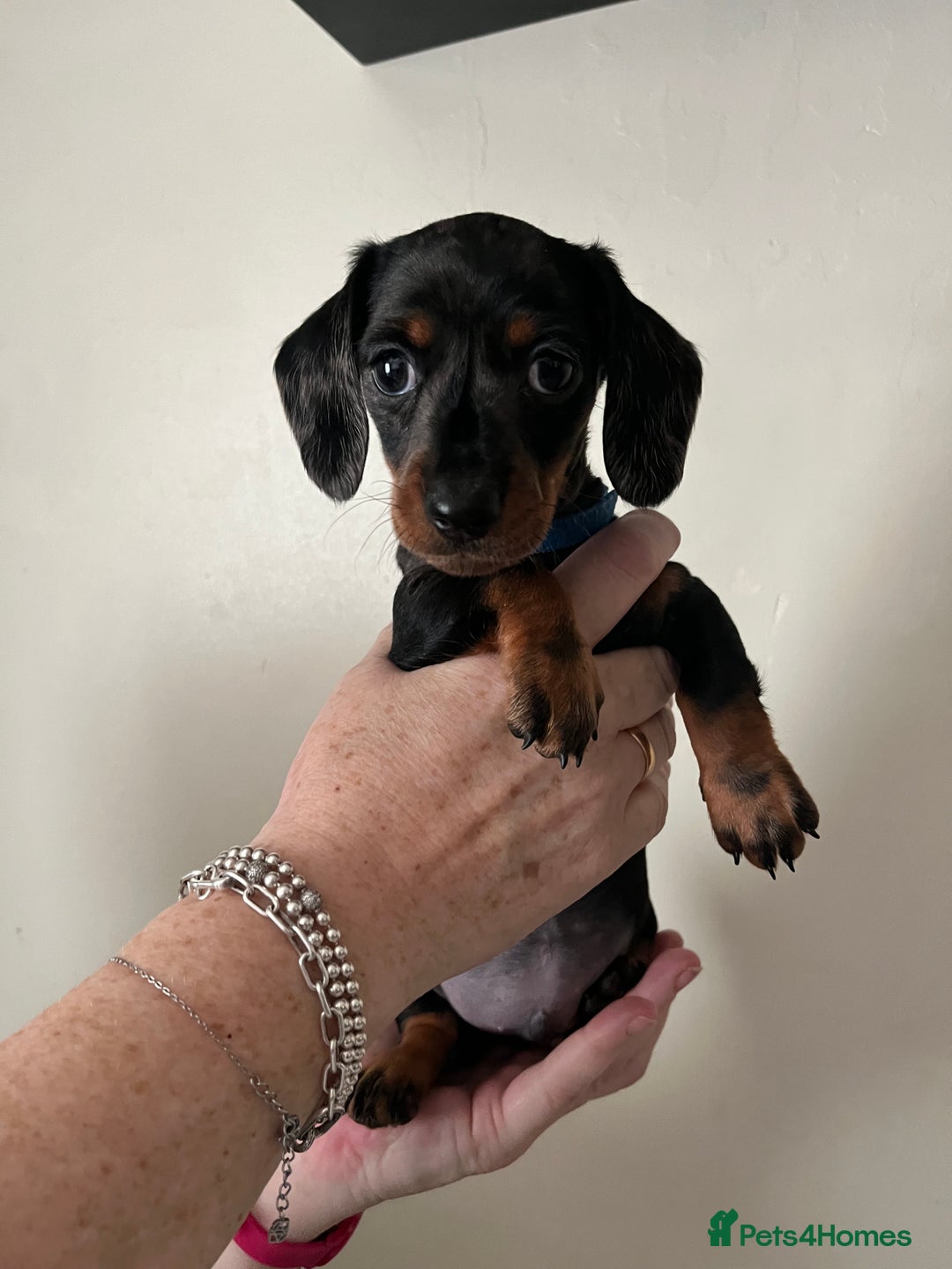 Dachshund dogs for sale: Miniature Dachshund Pups  - Advert 9