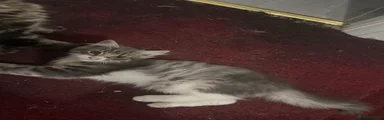 Maine Coon 5
