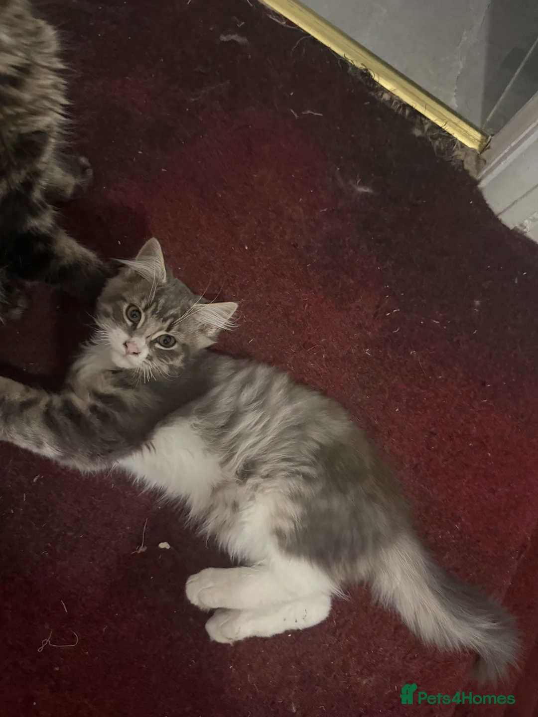 Mixed Breed cats for sale: Maine Coon - Advert 2