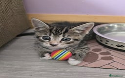 Domestic Shorthair cats for sale: 🐾Playful Kittens -Tabby or black/white🐾 - Image 12