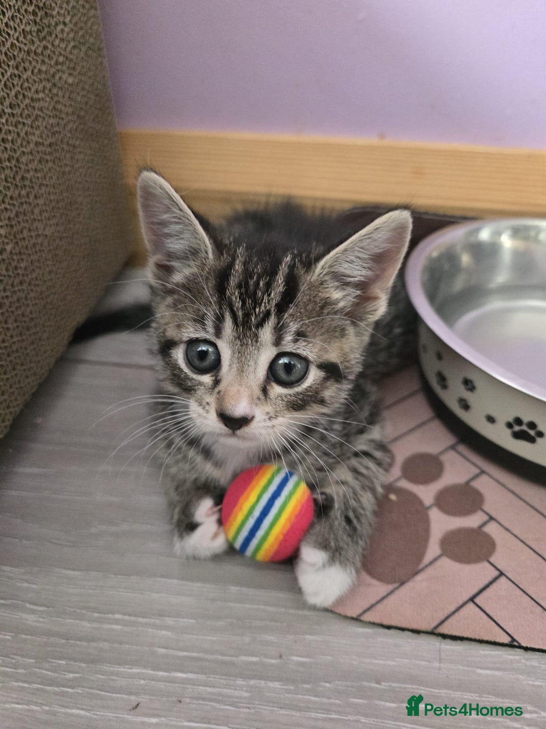 Domestic Shorthair cats for sale: 🐾Playful Kittens -Tabby or black/white🐾 - Image 12