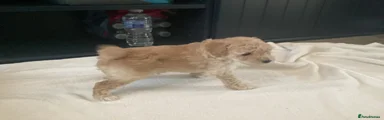 Toy Poodle 2