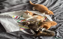 Mixed Breed cats for sale: 5 kittens looking for their forever homes  - Image 15