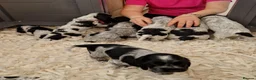 Cocker Spaniel dogs for sale: DUE 31/10/26 KC SHOW TYPE COCKER SPANIELS in Brecon - Advert 4
