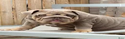 English Bulldog dogs for sale: Gorgeous 5 month old boy  - Advert 7