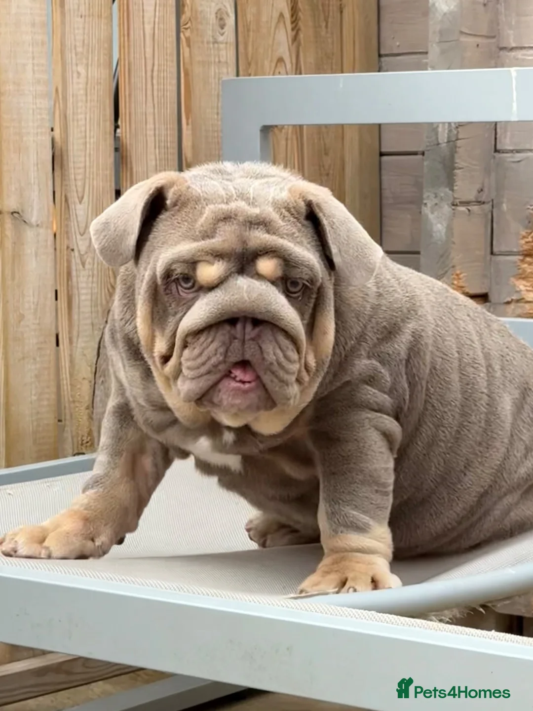 English Bulldog dogs for sale: Gorgeous 5 month old boy  - Advert 7