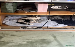 British Shorthair cats for sale: 1 male 1 female  - Image 5