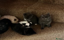 Mixed Breed cats for sale: 4 fluffy kittens  - Image 1