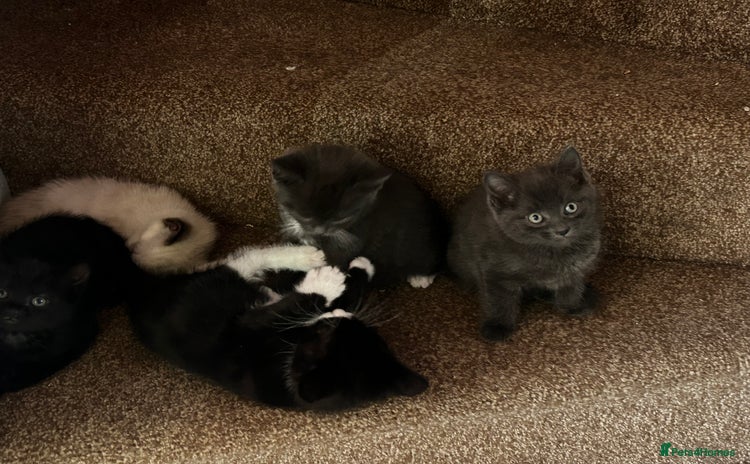 Mixed Breed cats - Advert 6