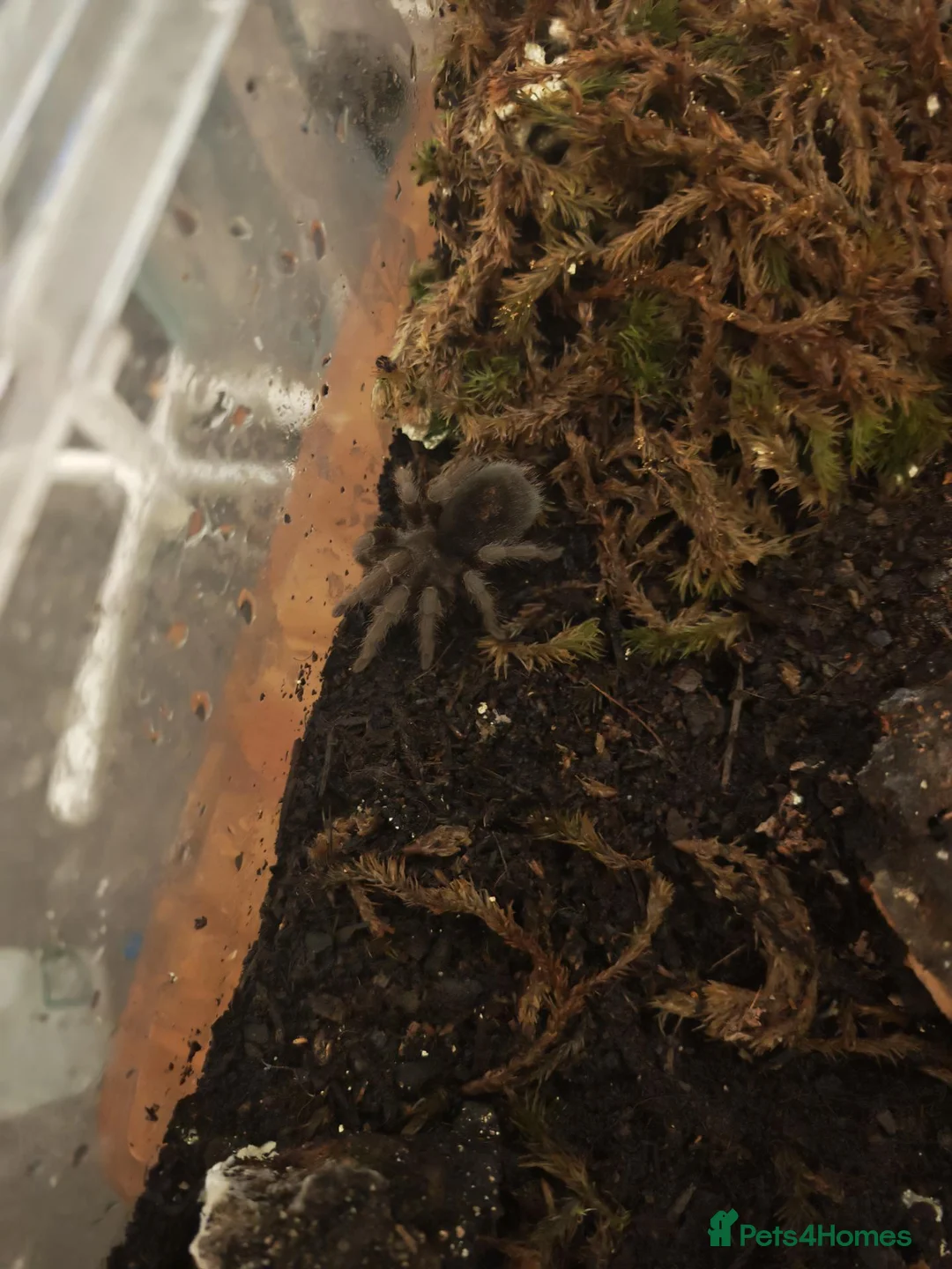 Tarantulas invertebrates for sale: Goliath bird eater (blondi) B Black, D Purple  in Durham - Advert 1