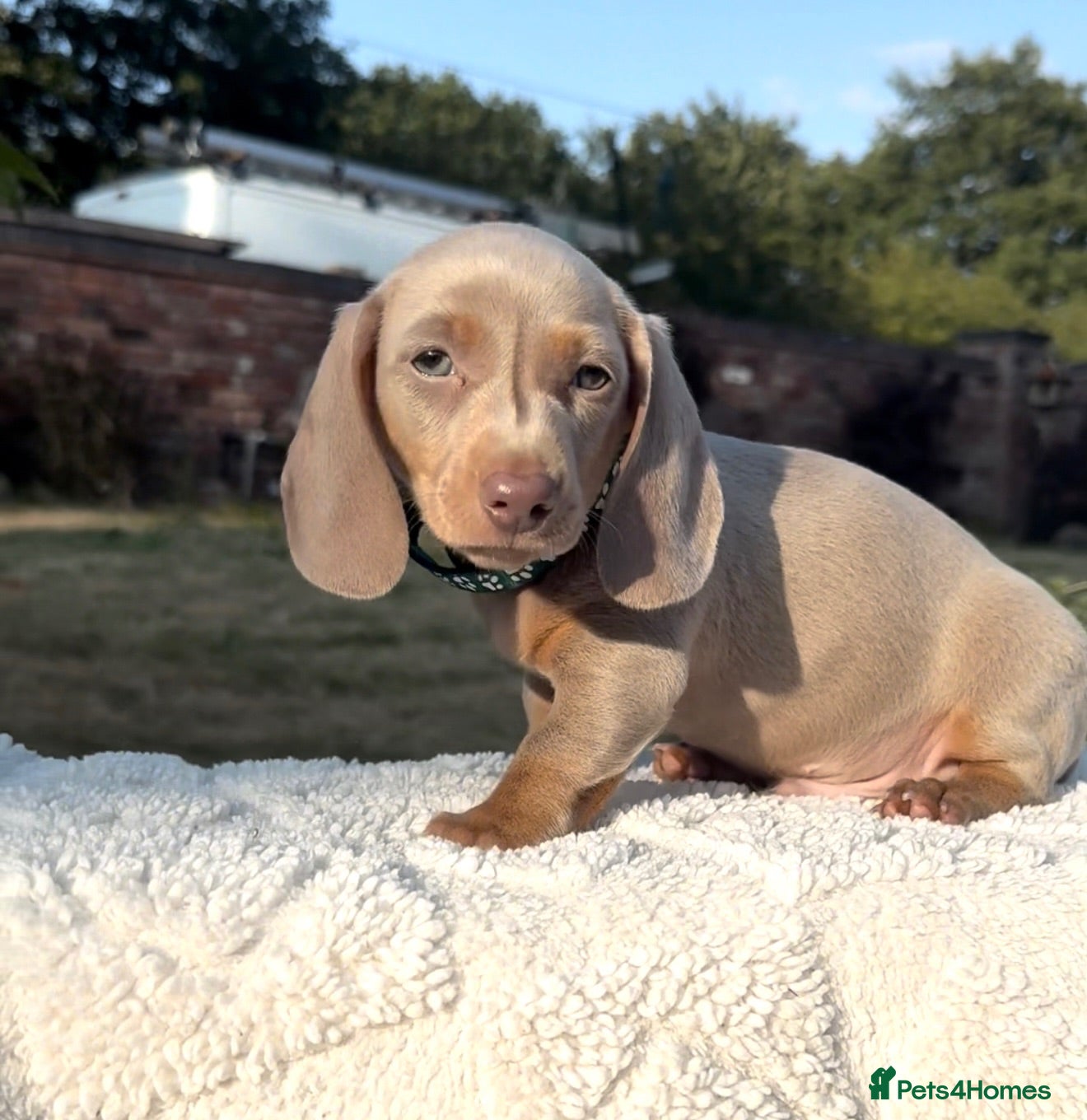 Miniature Dachshund dogs 2 Isabella & tan boys left - Advert 2