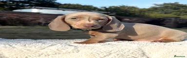 Miniature Dachshund 1