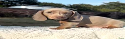 Miniature Dachshund dogs for sale: 2 Isabella & tan boys left in Stoke-on-Trent - Advert 2