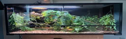 Chameleon reptiles for sale: Male Yemen Chameleon  - Advert 2