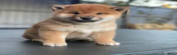 Japanese Shiba Inu dogs for sale: Clear DNA red Shiba Inu puppy champion parents - Advert 5