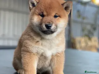 Japanese Shiba Inu dogs Clear DNA red Shiba Inu puppy champion parents - Advert 1