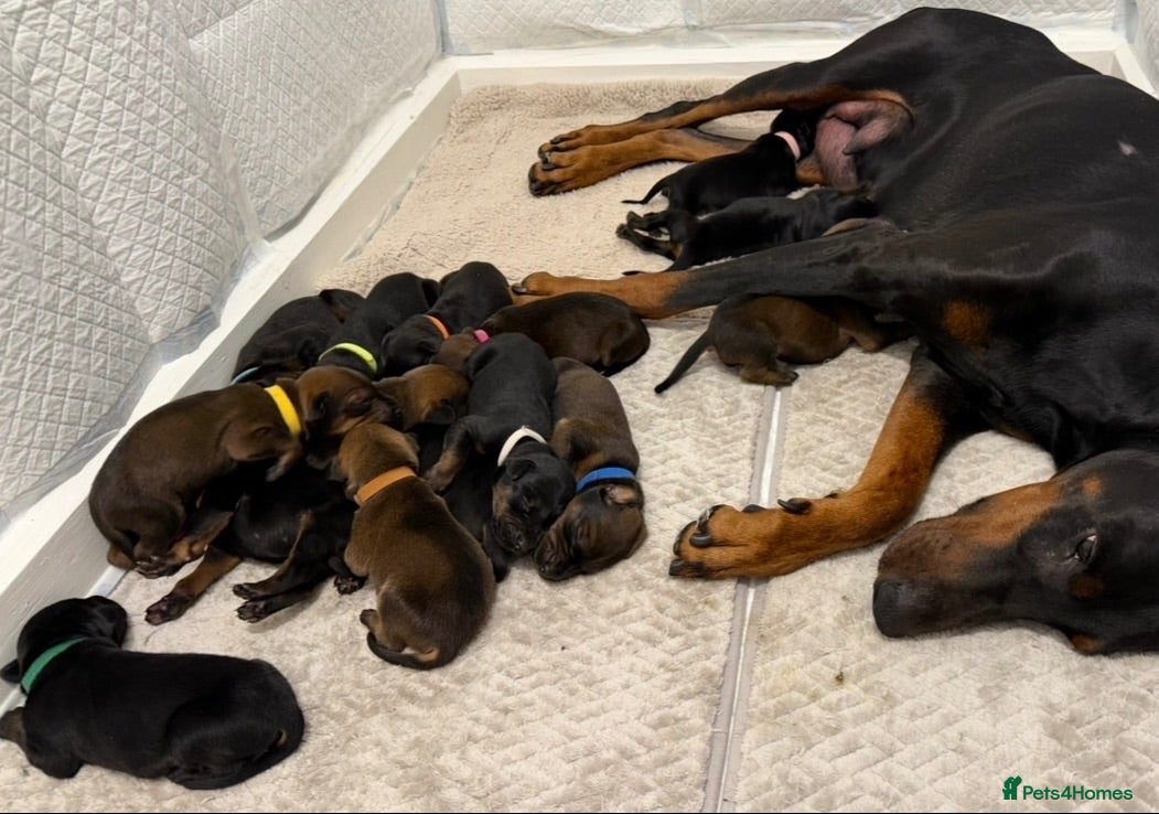 Dobermann dogs 15 Doberman X Puppies - WORKING | SPORT HOMES!!  - Advert 2