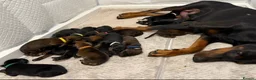 Dobermann dogs for sale: 1 FEMALE READY TO LEAVE NOW!! | Doberman pups!  - Advert 19