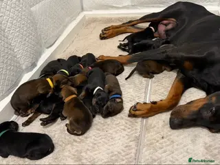Dobermann dogs 15 Doberman X Puppies - WORKING | SPORT HOMES!! - Advert 2