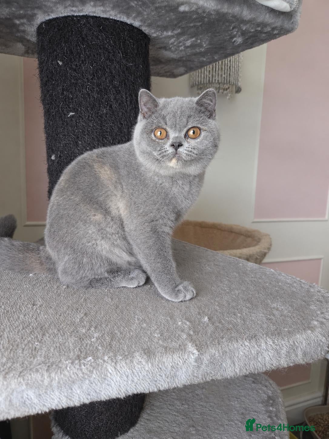 British Shorthair cats Gccf registered British shorthair kittens ready  - Advert 1